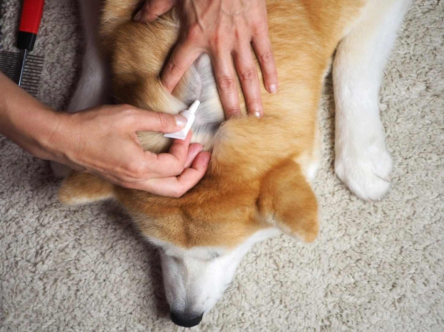 Een hond krijgt een behandeling tegen vlooien en teken in de nek.